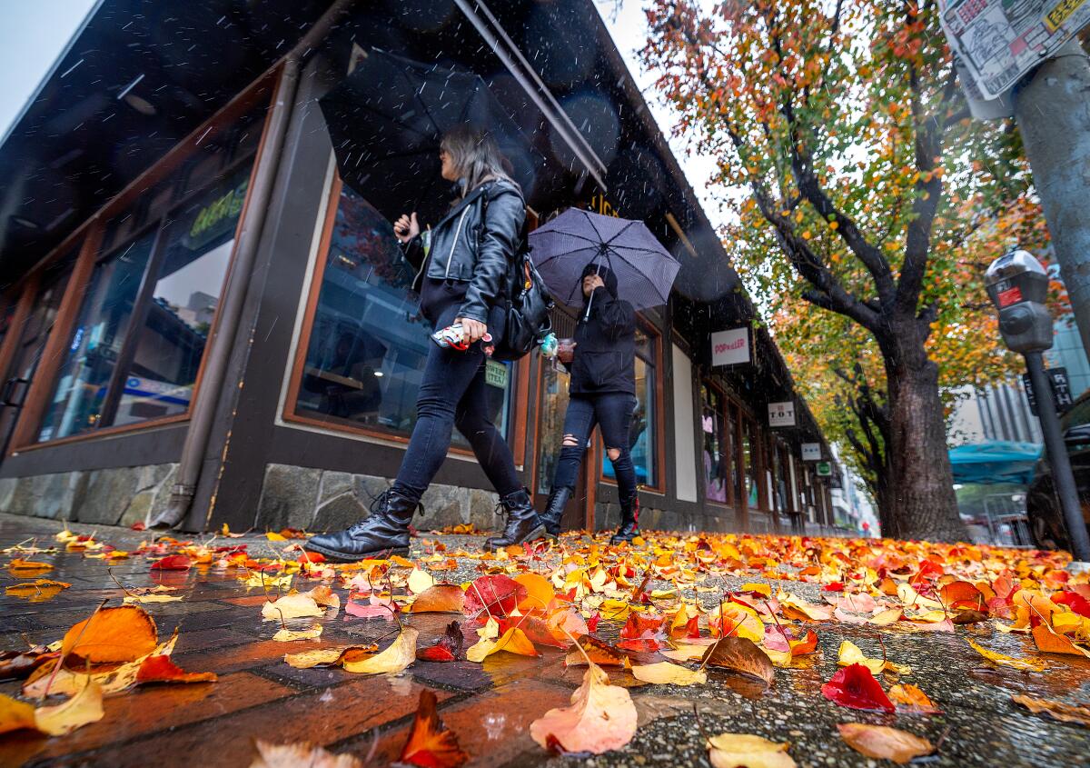 A couple use umbrellas while walking through fallen leaves and rain showers.