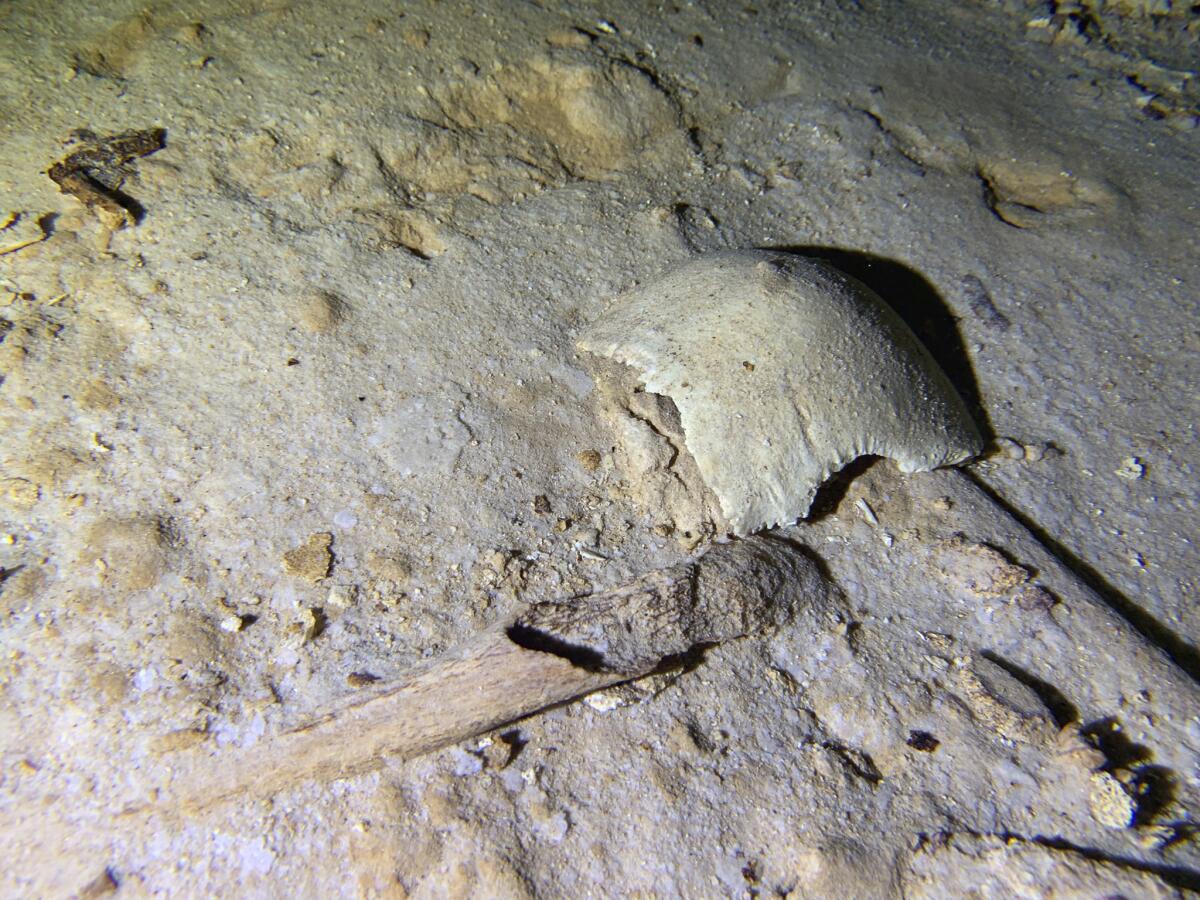In this photo courtesy of Octavio del Rio, shows fragments of a pre-historic human skeleton partly covered by sediment in an underwater cave in Tulum, Mexico, Sept. 10, 2022. The cave system was flooded at the end of the last ice age 8,000 years ago, according to an archaeologist and cave diver Octavio del Rio, and is located near where the government plans to build a high-speed tourist train through the jungle. (Octavio del Rio via AP)