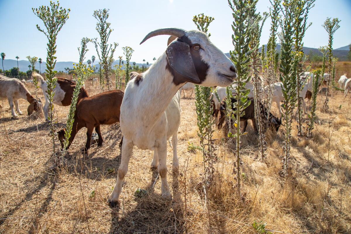 Goats graze on the brush to reduce fire fuel around Cuyamaca College in El Cajon, Calif. 