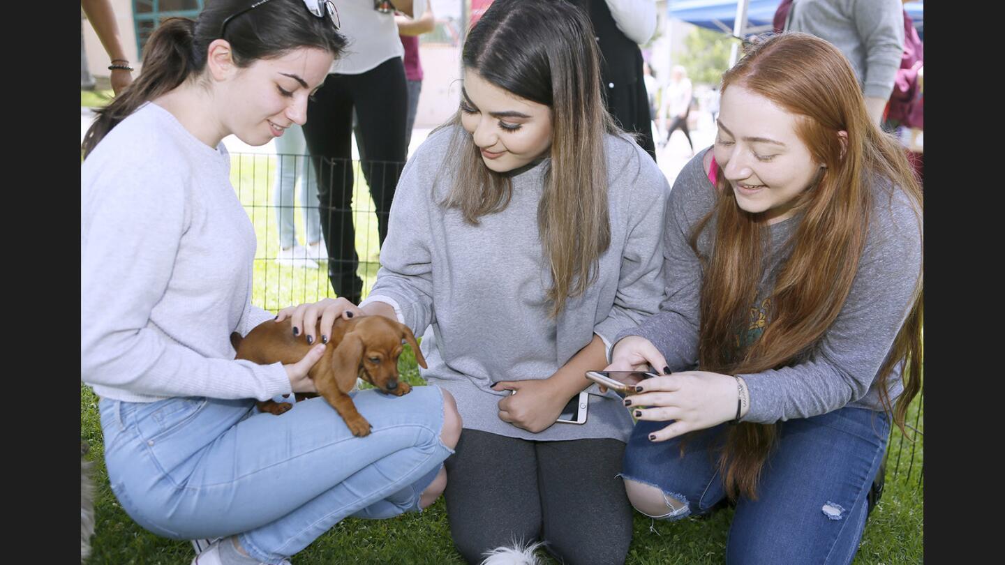 From left; Ovsana Tsaturian; Shakeh Aslanyan and Lisa Manukyan hold and take selfies with a Dachshund puppy during finals week at Glendale College in Glendale on Tuesday; June 6; 2017. Students stood in line while waiting to spend 90 seconds with the puppies to relieve the stress of studying for finals. The dogs were brought by a company called Puppies and Reptiles for Parties.