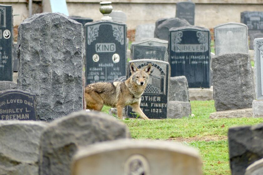 March 2018 photo of a coyote inside Evergreen Cemetery in Boyle Heights.