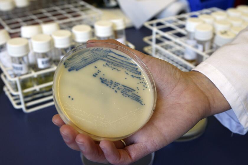 FILE This Oct. 12, 2009 photo shows a petri dish with methicillin-resistant Staphylococcus aureus (MSRA) cultures at the Queen Elizabeth Hospital in King's Lynn, England. The U.S. toll of drug-resistant “superbug” infections worsened during the first year of the COVID-19 pandemic, health officials said Tuesday, July 12, 2022. After years of decline, the nation in 2020 saw a 15% increase in hospital infections and deaths attributed to some of the most worrisome bacterial infections out there, according to a Centers for Disease Control and Prevention report. (AP Photo/Kirsty Wigglesworth, File)