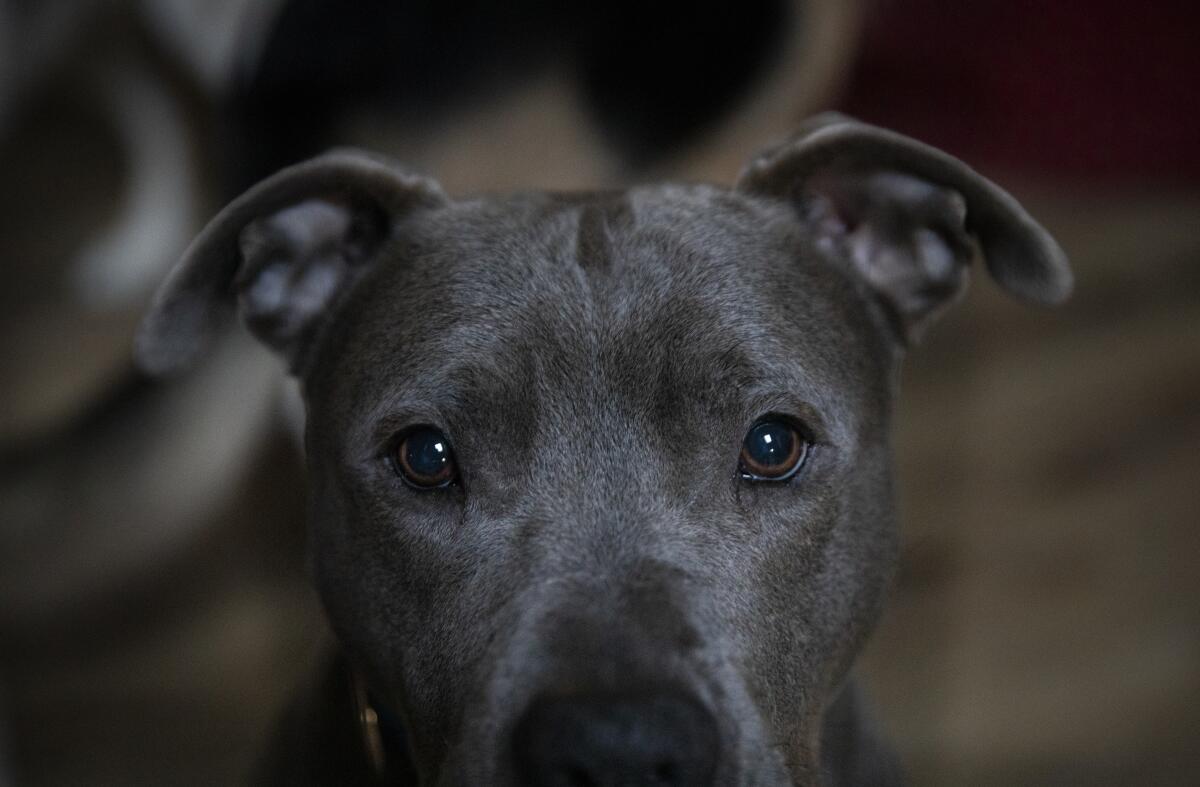 RJ waits for a treat at the Jamul home of Babs Fry, a volunteer tracker and tracker of lost dogs.  