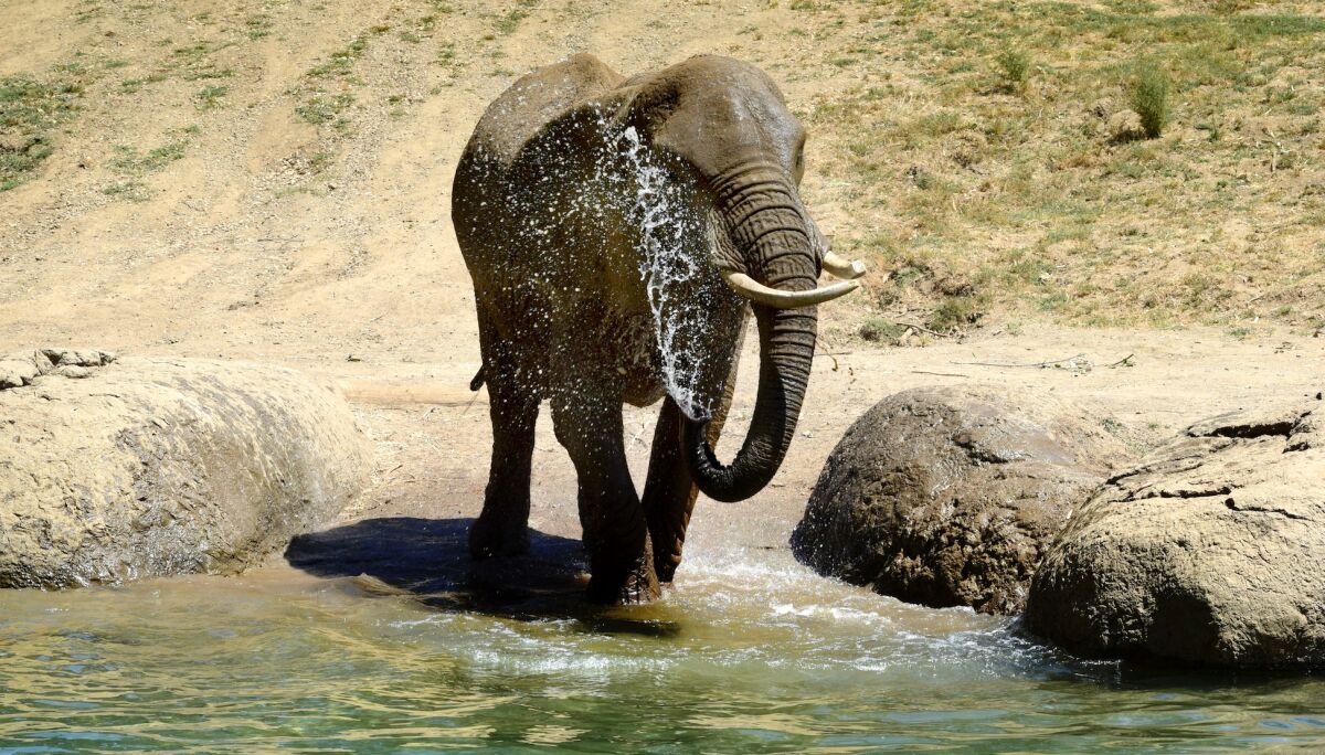 M'Dunda, 50, was the oldest African elephant in captivity in North America.