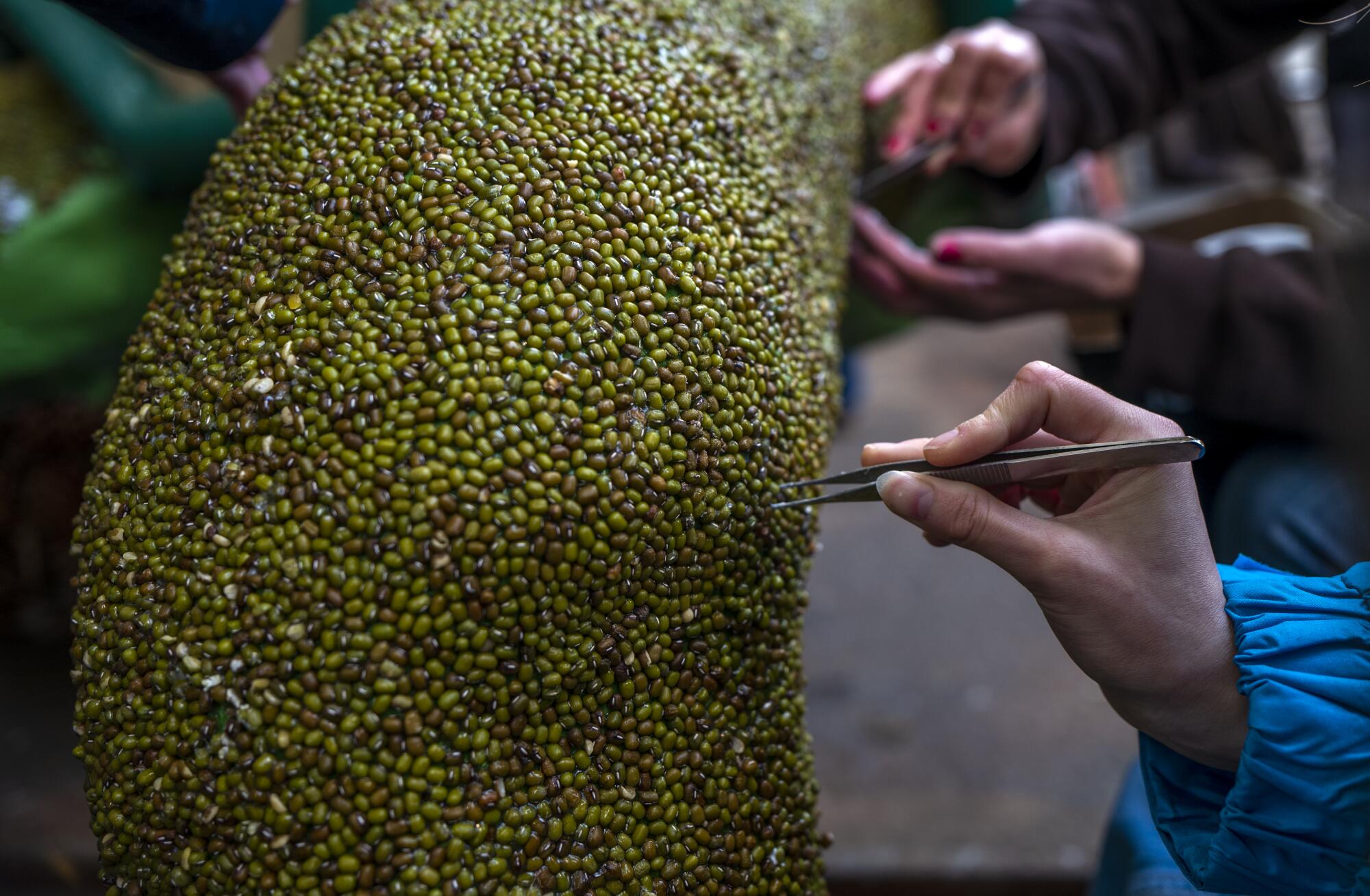 Beans are placed onto a float with tweezers