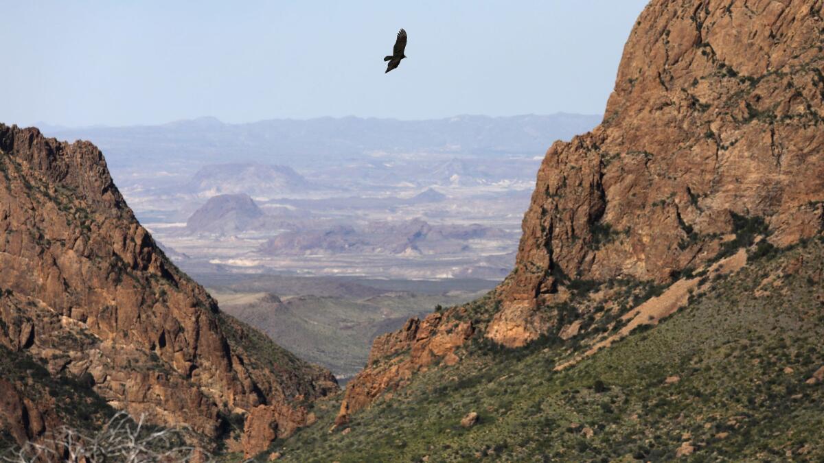 A falcon flies over the Chisos Basin in Big Bend National Park in Texas.