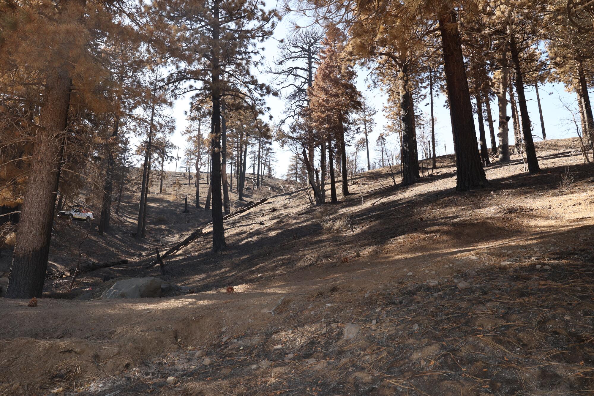 Burnt trees from the Bridge fire dot the landscape in Wrightwood.