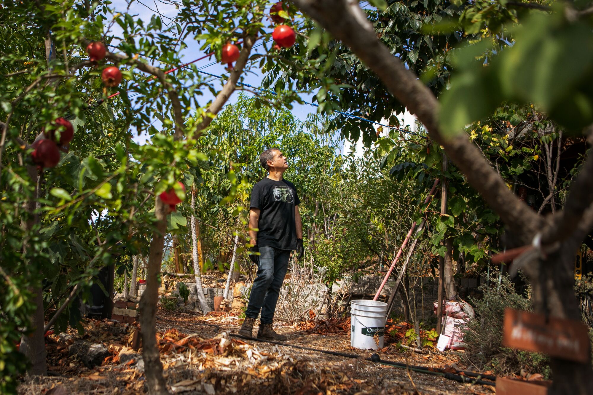 A man stands amid a fruit tree orchard.