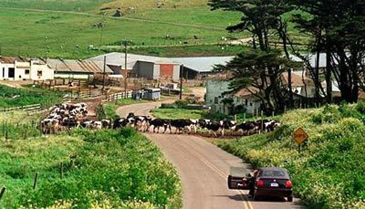 A driver waits for livestock to cross Sir Francis Drake Boulevard in Point Reyes National Seashore.