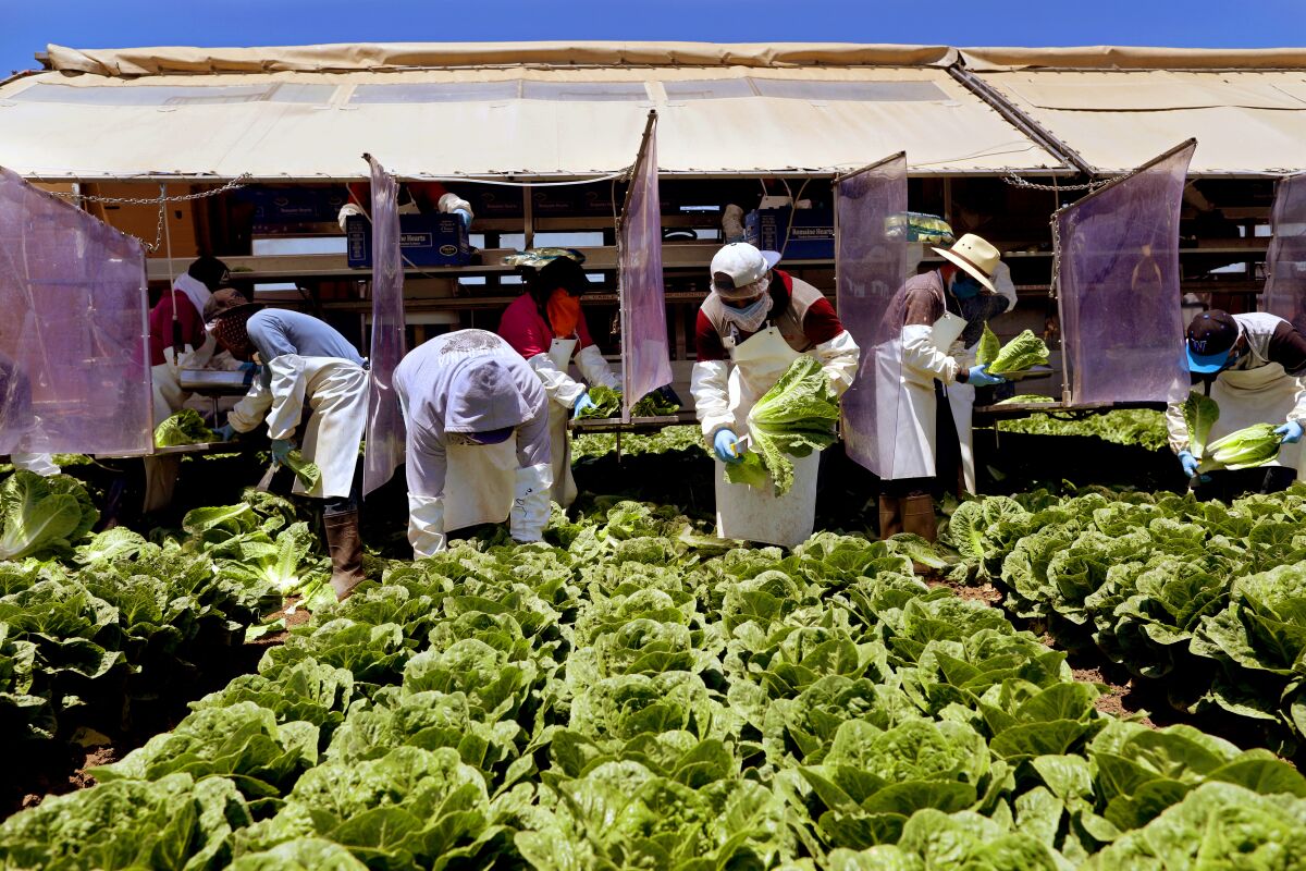 Farmworkers, separated by vinyl curtains, harvest romaine hearts in May 2020. 