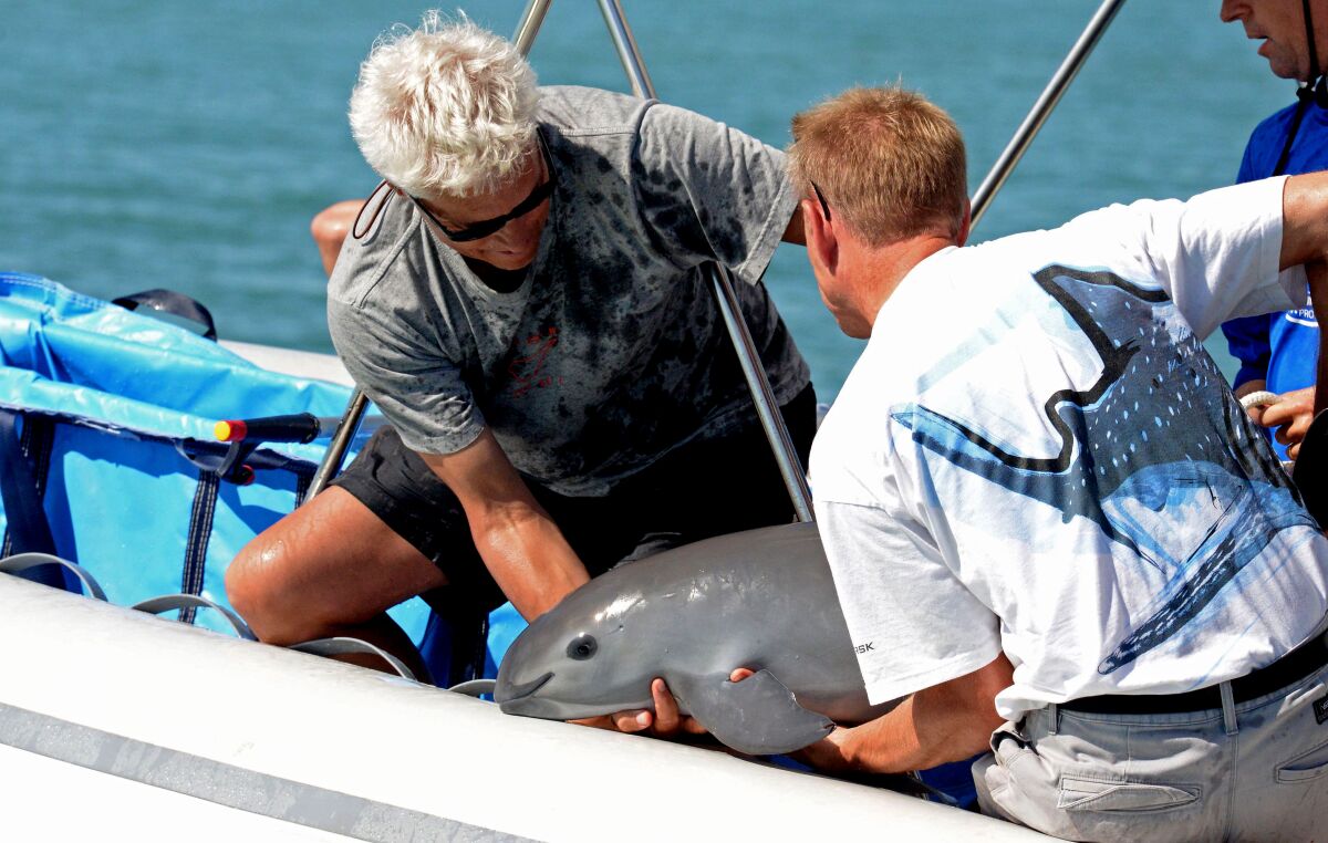 Scientists with a 6-month-old vaquita marina porpoise calf