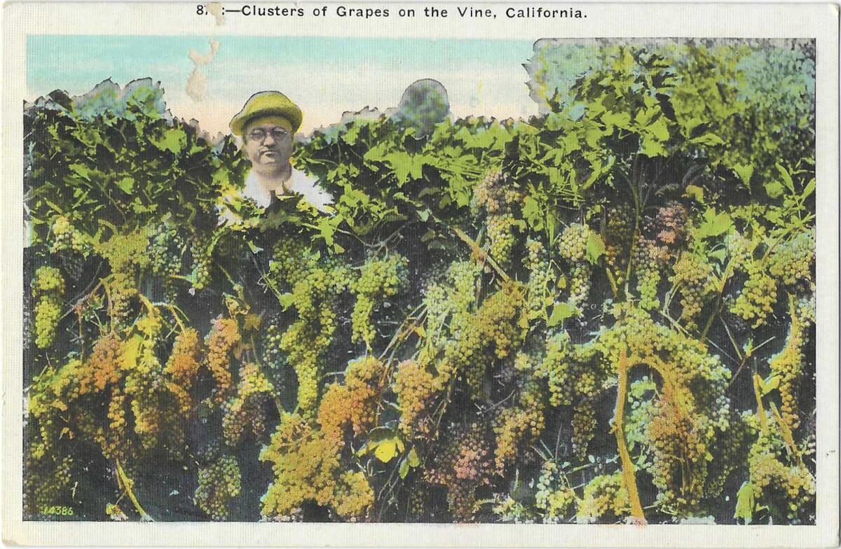 A man's face is just visible through abundant grapes on the vine.