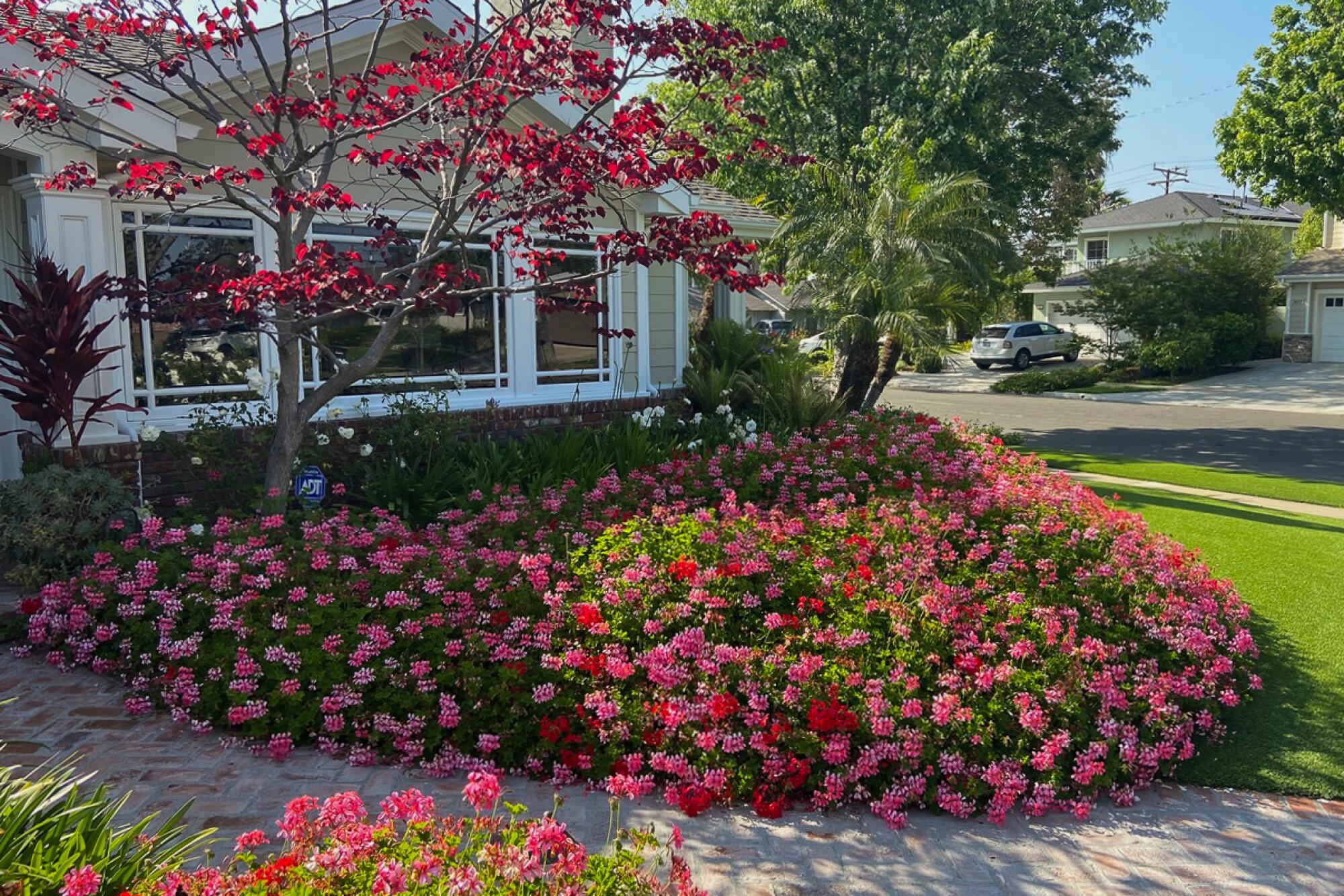 pink-flowered shrubs and trees in front of a house 