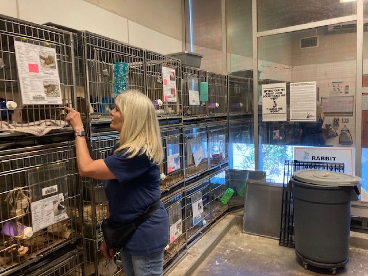 Jan Bunker looks in on the rabbits and guinea pigs in one of the small mammal rooms at the city’s Harbor shelter.