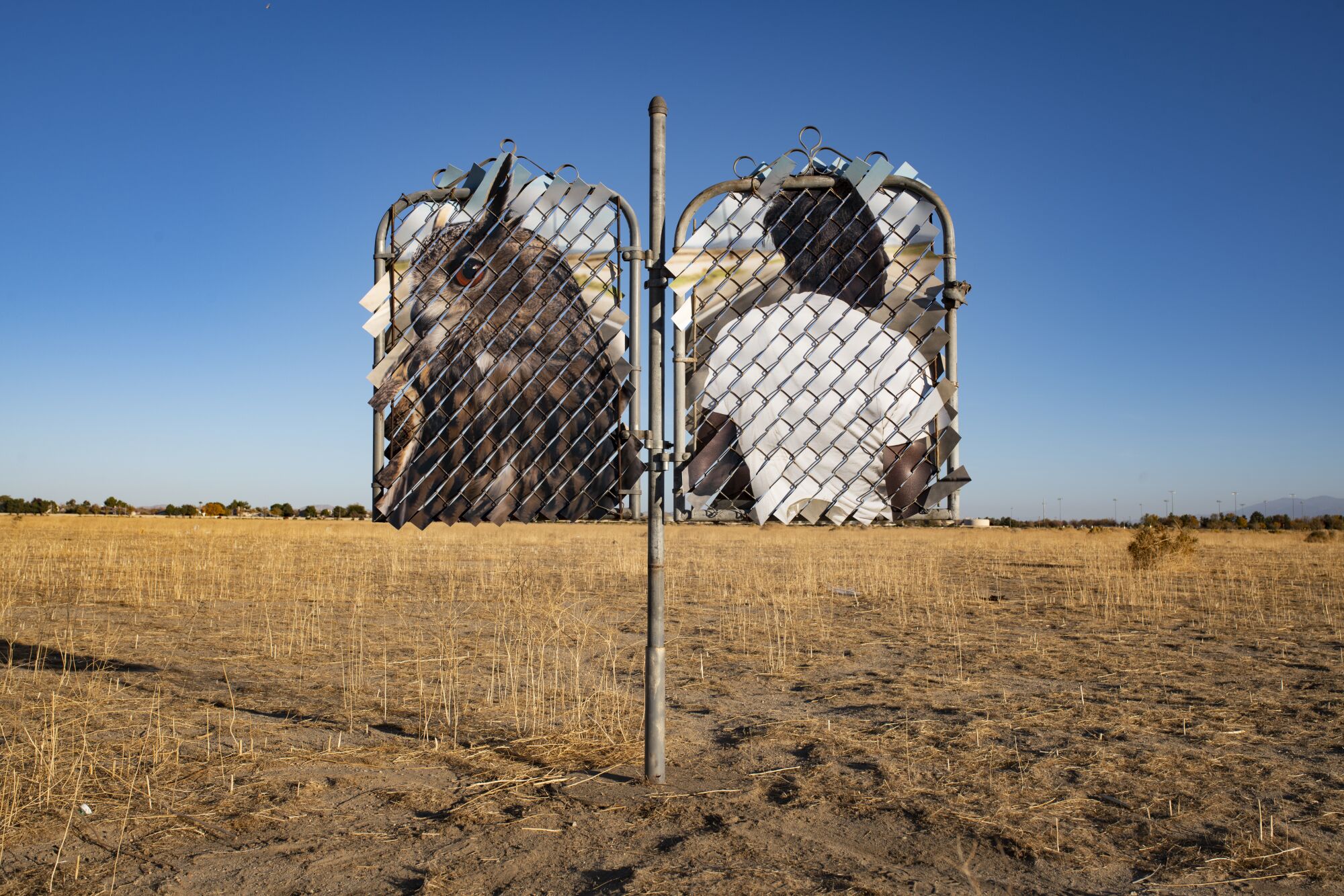 Two portraits, of a great horned owl and a man, under chain link mesh, mounted on a pole in an empty field