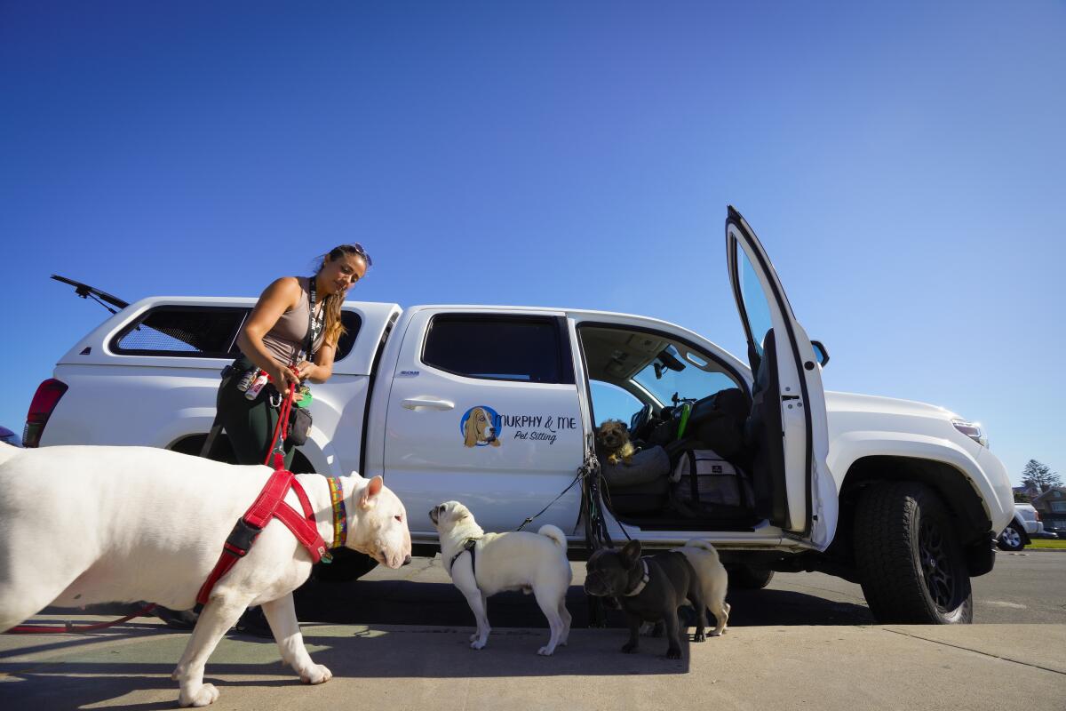 Korye Bradshaw, owner of Murphy & Me Pet Sitting, prepares 10 dogs for their walk to the beach.
