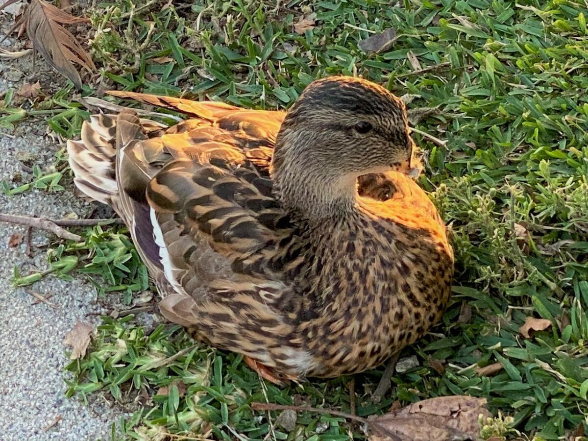 A female mallard found with a severed bill at Mile Square Park is one of several birds seen with similar injuries.