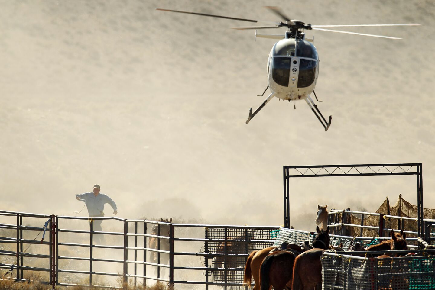 The Bureau of Land Management holds mustangs in temporary corrals before hauling them away.