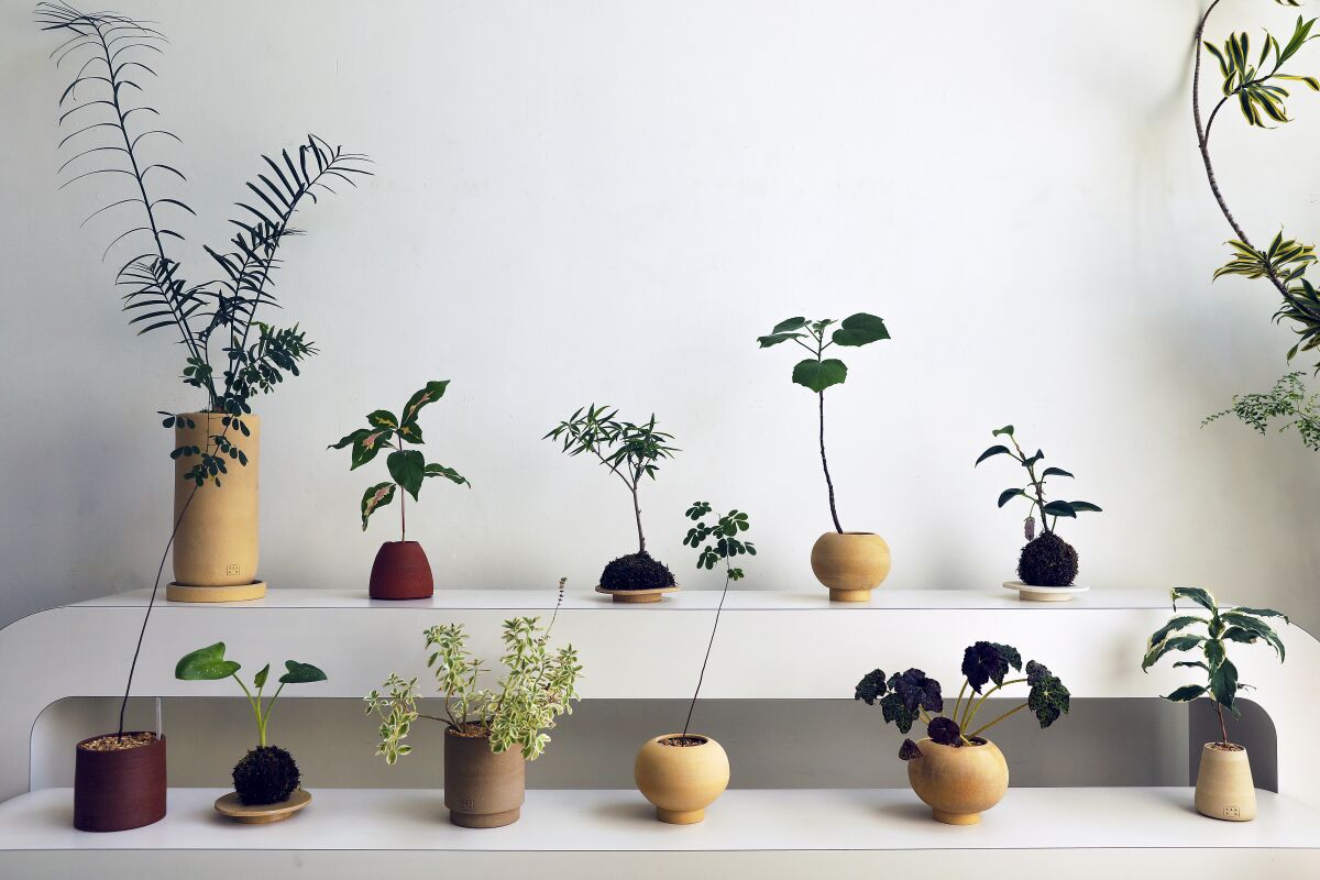 A dozen different plants, on display in custom stoneware. 