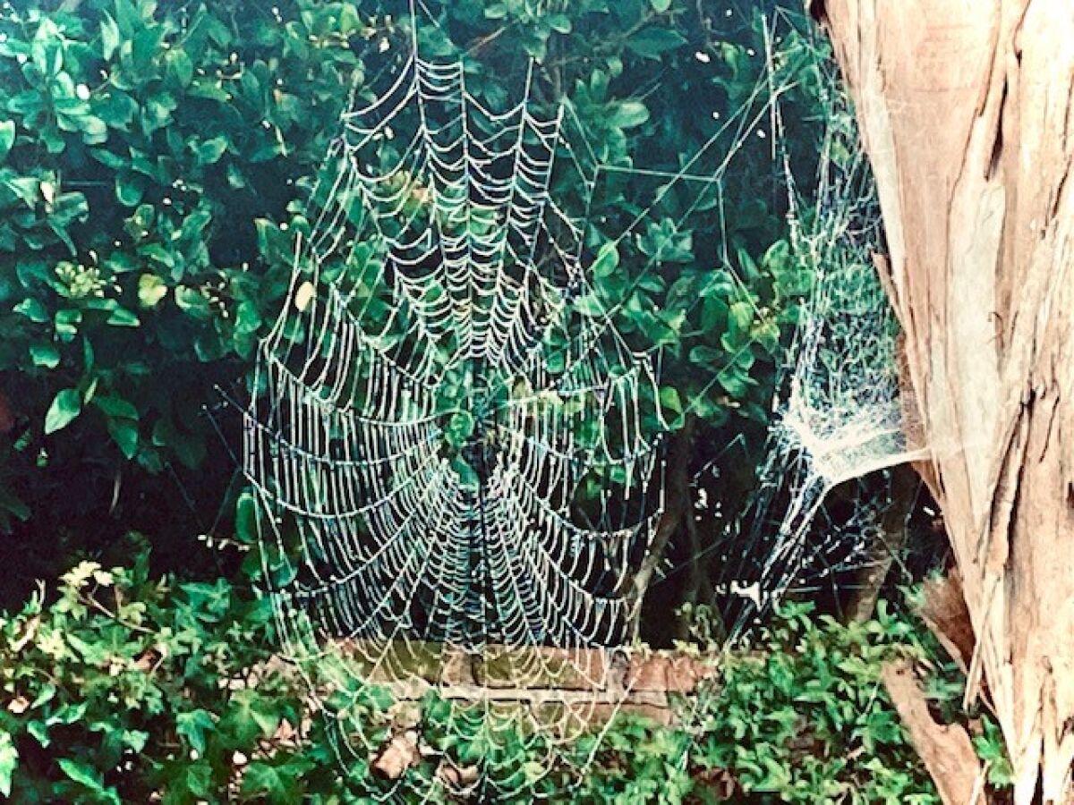 Inga’s husband, Olof, considers spider webs like this to be engineering marvels.