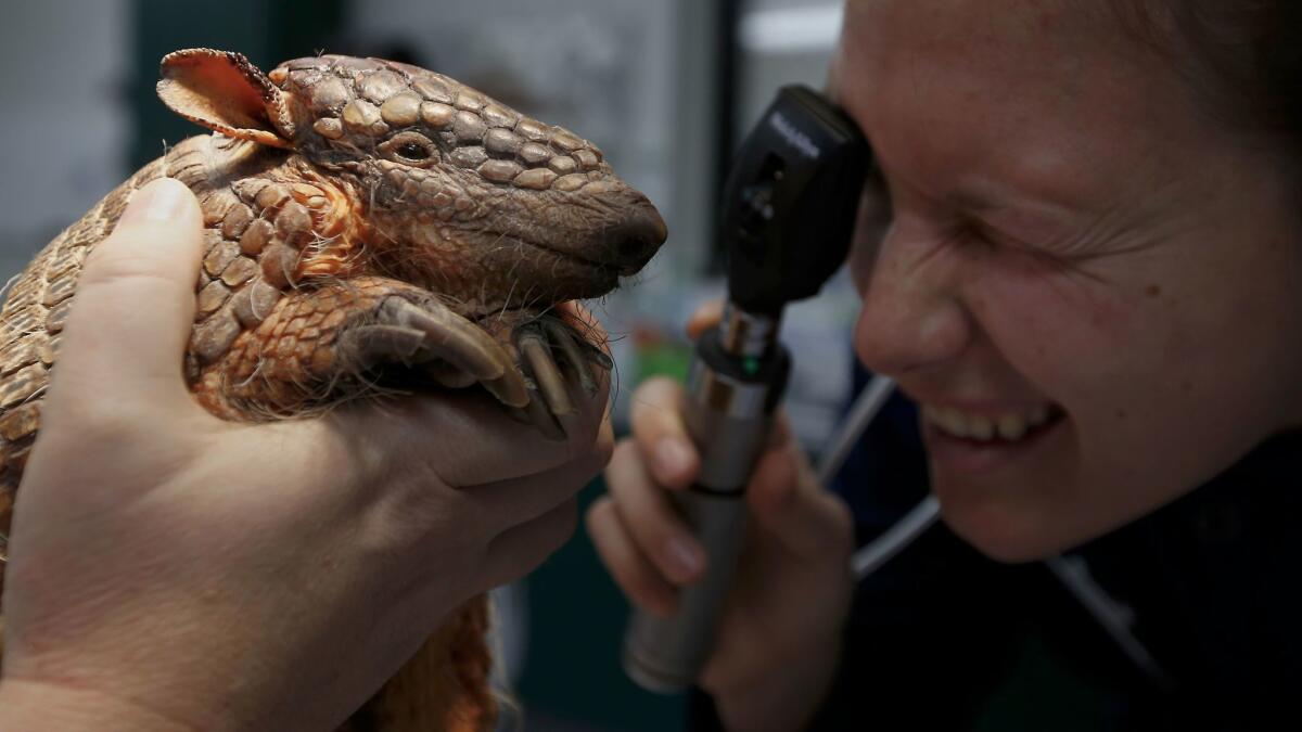 Student Audrey Buatois checks the eyes of an armadillo named Ringo.