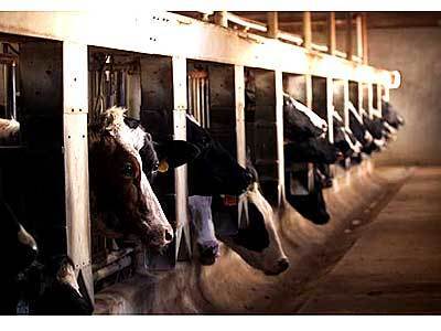 Milking barn