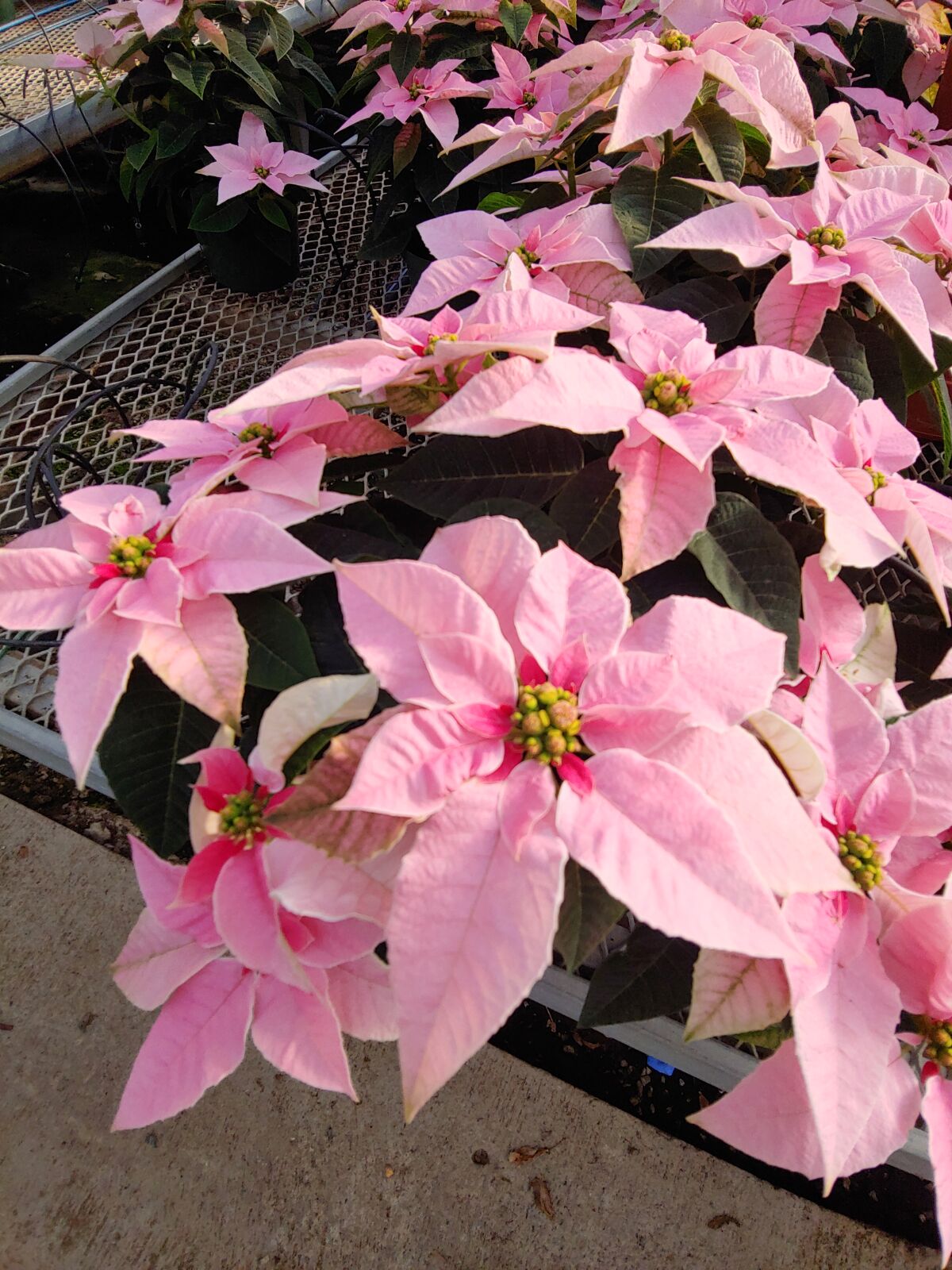 The new pink Princettia