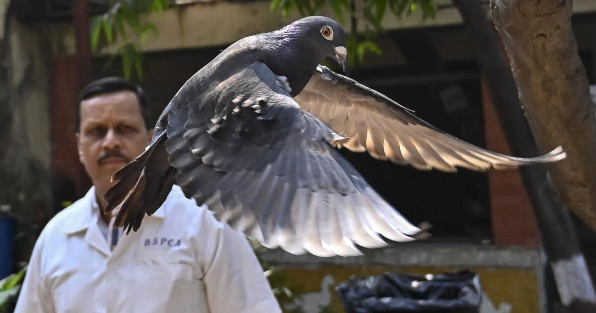 La police indienne élimine un pigeon espion chinois présumé