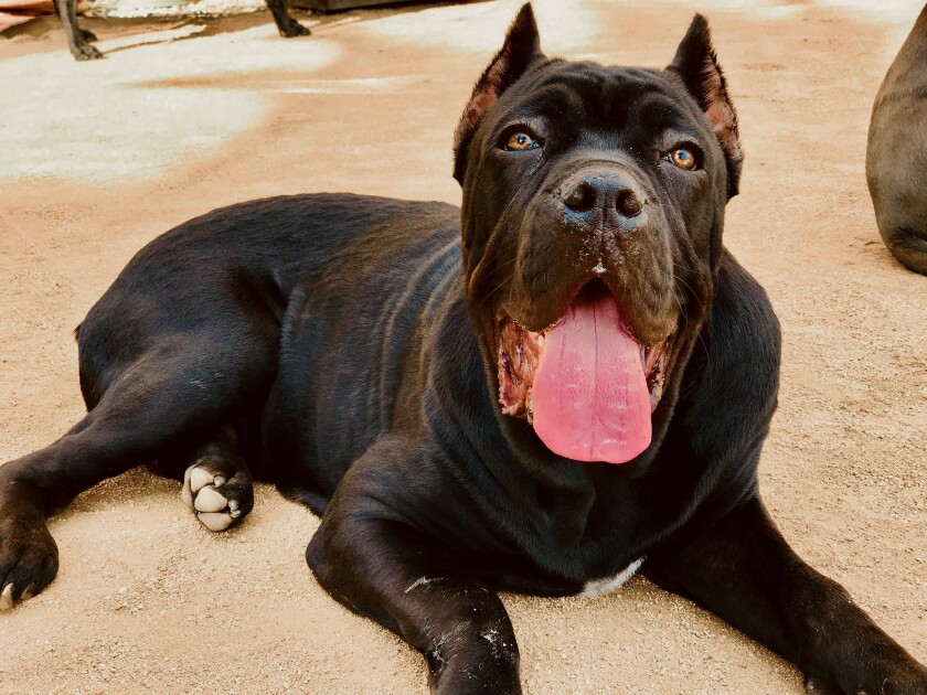Rockie, an 8-month-old Cane Corso, was recently diagnosed with hip dysplasia. His pet insurer, Healthy Paws, won’t cover it, deeming the ailment a preexisting condition.