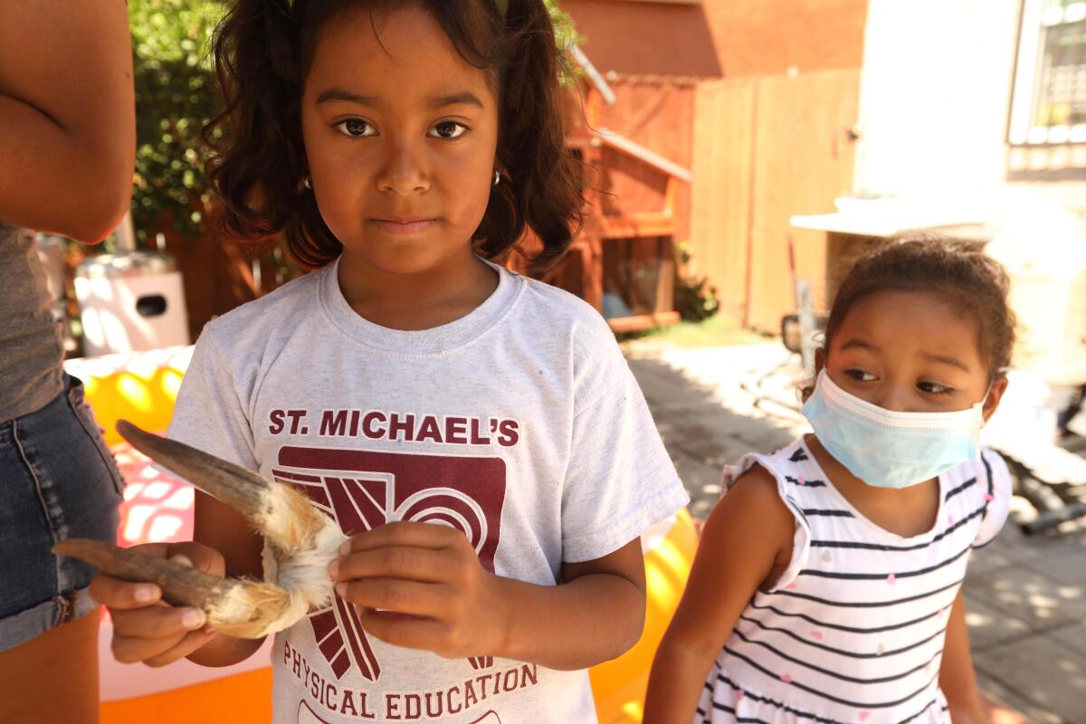  Zoe Mejia, 7, holds the horns of the family's pet goat, as her sister Eva, 5, looks on.