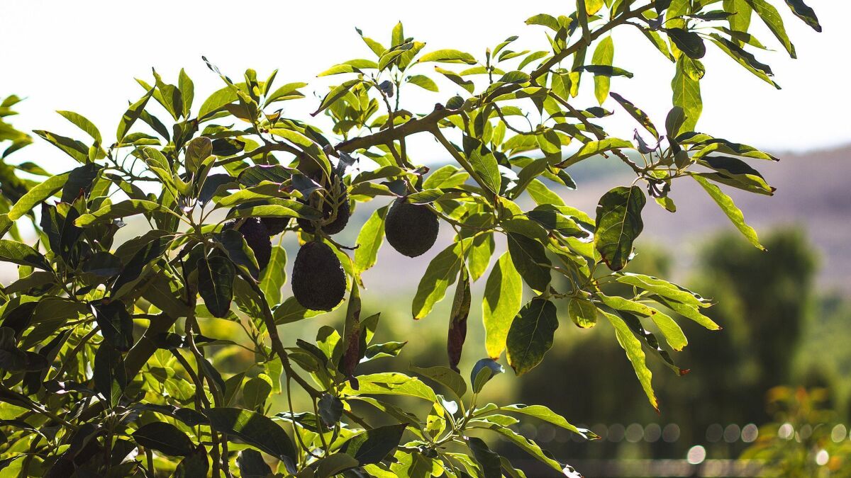 Avocados are one of six types of fruit trees that Long Beach residents can have planted in their front yards