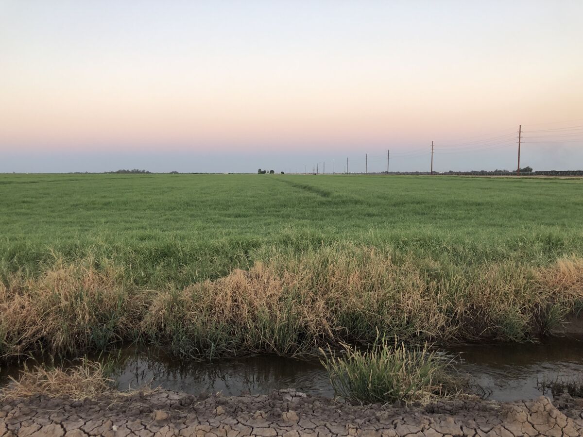 A grass-covered field. In the far distance is hazy air at the horizon line.
