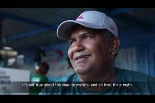 Vaquita porpoises on the verge of extinction