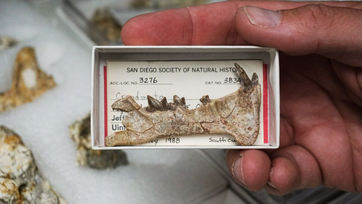 The jaw of newly identified Diegoaelurus at San Diego Natural History Museum 