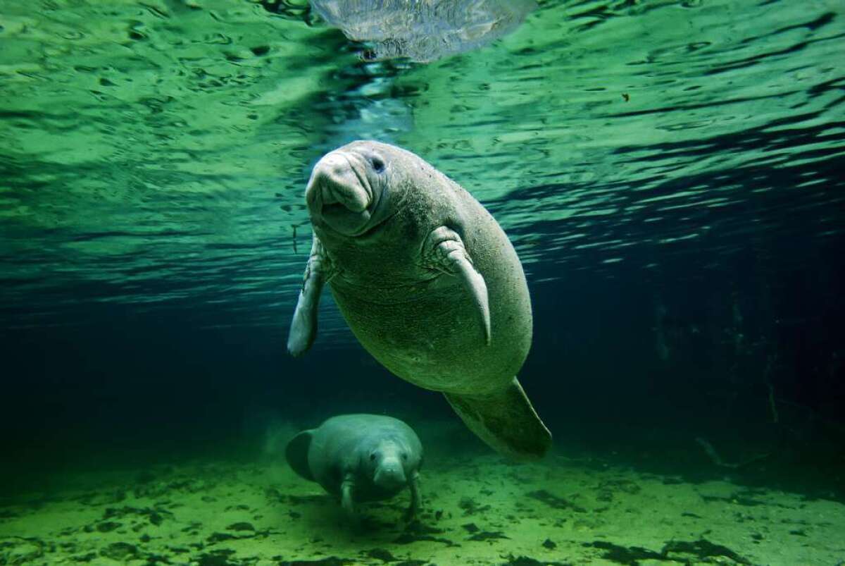 A female manatee and her calf lounge in the warm spring water of Florida's Crystal River