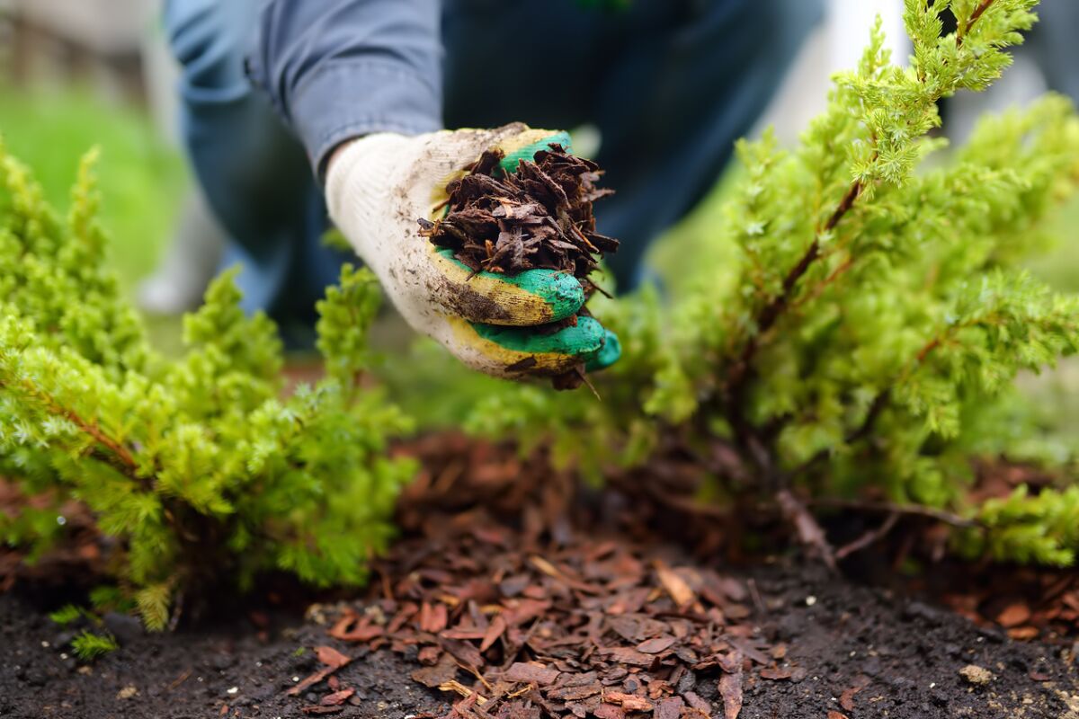 Using mulch around plants or on exposed soil can help retain moisture and reduce water runoff.