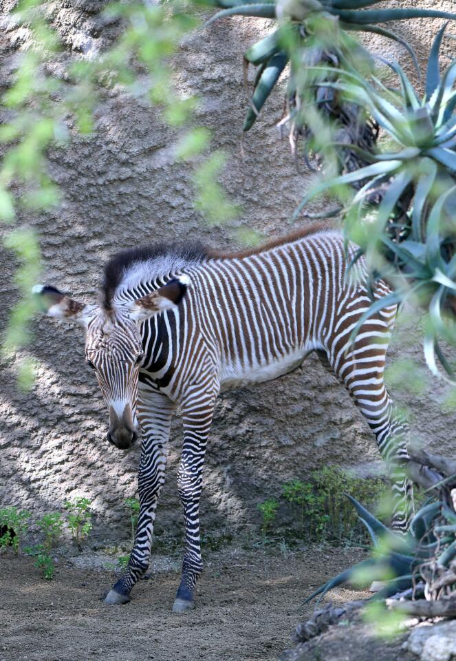 Uncommon Zebra : 5 legs  Marie-France Grenouillet - Wildlife Photographer