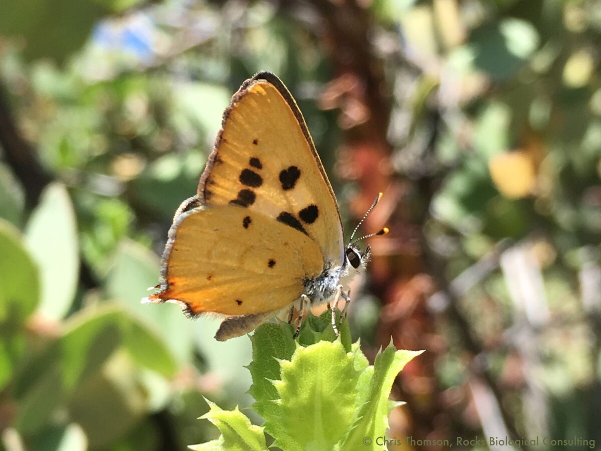 The Hermes copper butterfly, found in San Diego County, is proposed for listing as a threatened species.