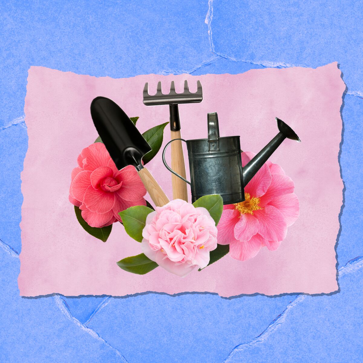 An illustration includes garden tools and three camellia flowers.
