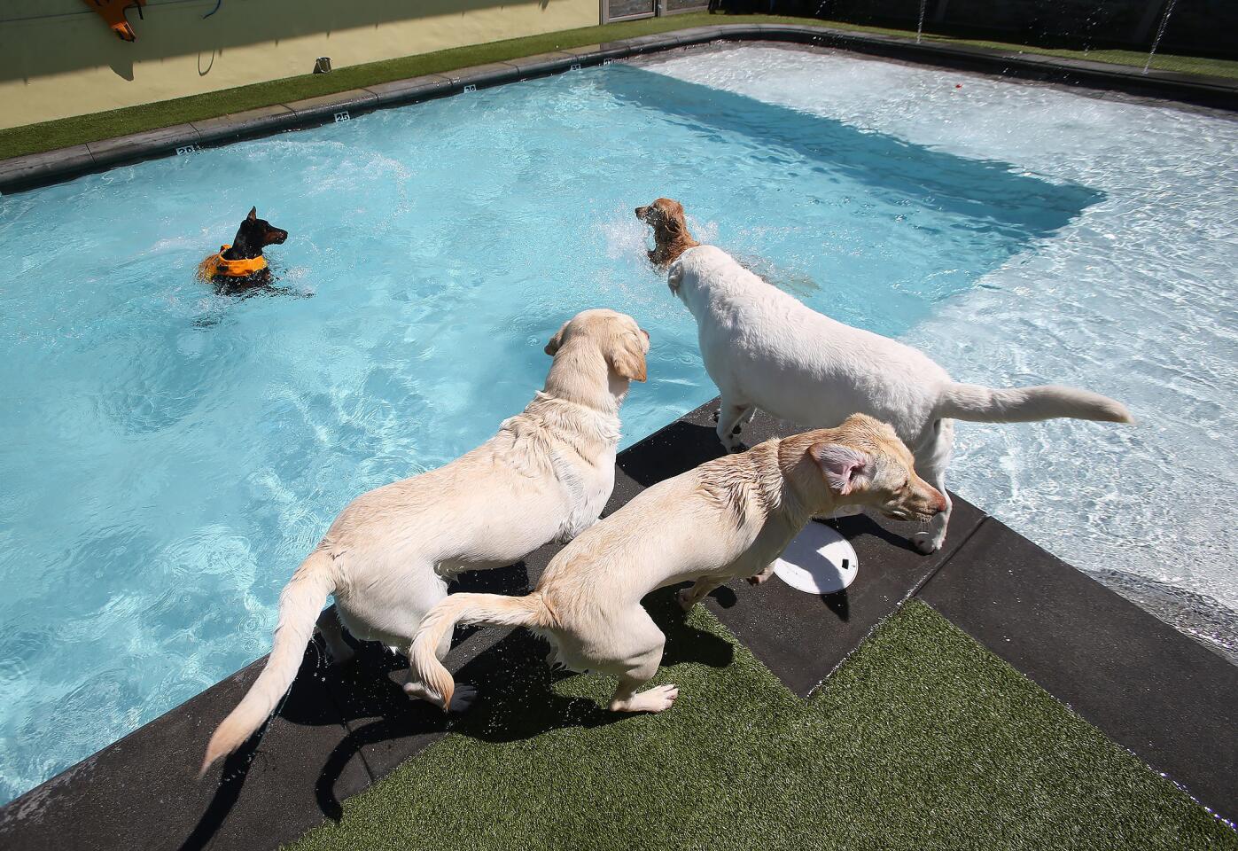 la-bone-adventures-new-swim-club-for-dogs-in-c-007