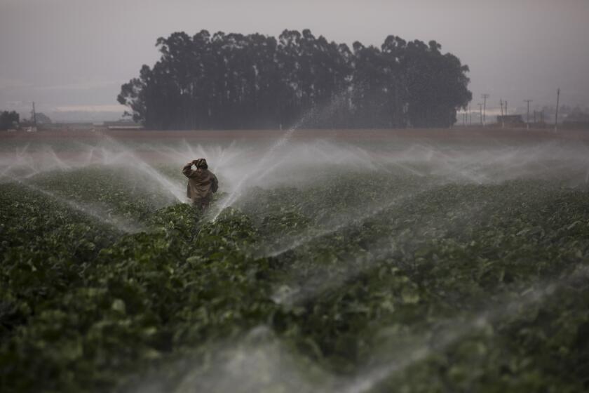 FILE- In this Sept. 4, 2018, file photo, sprinklers run as a farmworker walks through a broccoli field in Salinas, Calif. On Wednesday, March 13, 2019, the Labor Department reports on U.S. producer price inflation in February. (AP Photo/Jae C. Hong, File)