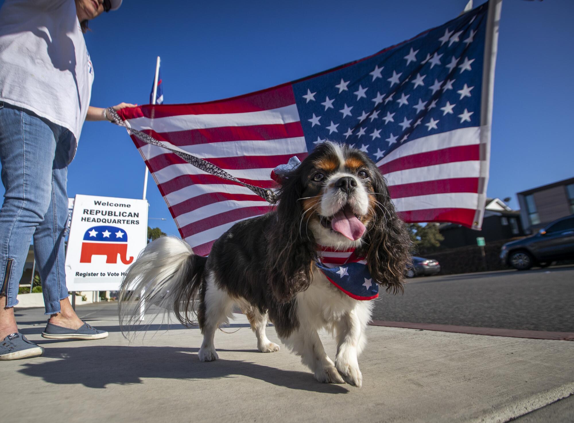 A woman and her dog, dressed in a patriotic scarf, cheer on passing motorists.