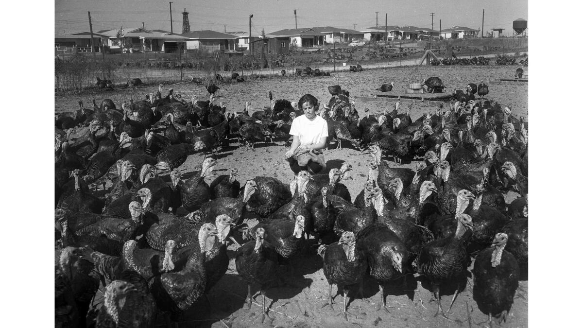 November 1959: Diane Vaccaro is surrounded by birds at the only turkey ranch left in Torrance. The others have moved out.