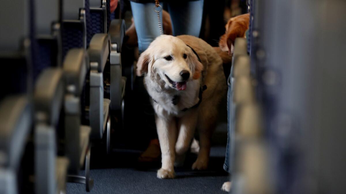 A service dog strolls down a plane while taking part in a training exercise. Service animals are necessary for some fliers; pet dander is a problem for others. How to resolve the question of competing interests?