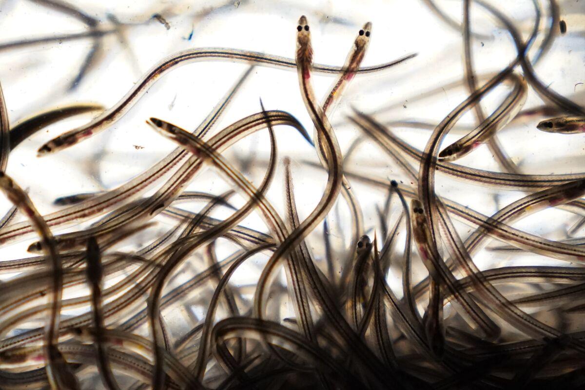 FILE - Baby eels swim in a tank after being caught in the Penobscot River in Brewer, Maine, on May 15, 2021. The baby eel fishery has been volatile in recent years, and fishermen are hopeful for a successful season despite disruption caused by the COVID-19 pandemic and unrest in Europe. (AP Photo/Robert F. Bukaty, files)