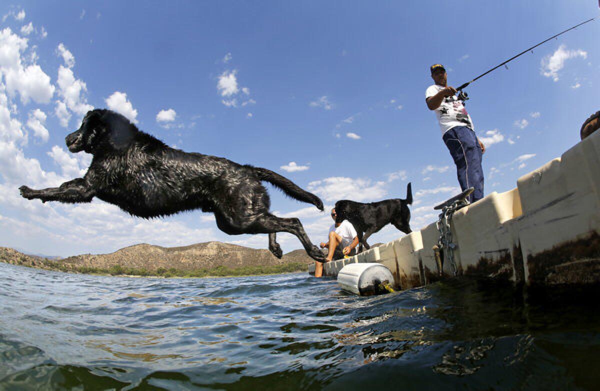 Joe D'Alfio's black Labrador takes a flying leap into the cool water of Vale Lake near Temecula as the early afternoon temperature peaked at 102 degrees earlier this month.