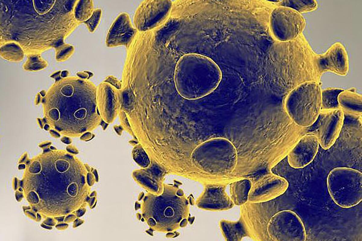 Coronavirus molecules