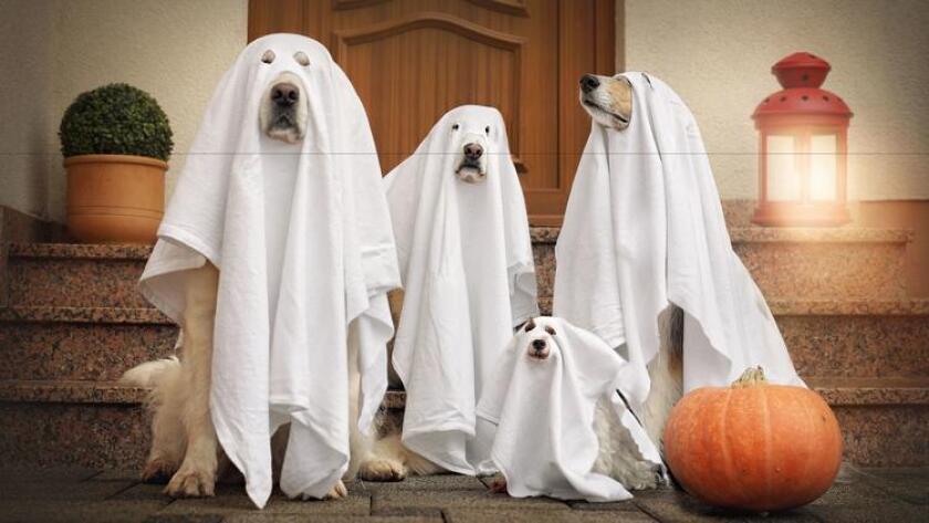 Something tells us these spooky ghosts aren't really ghosts. The dog-ghost costume is an easy, cute outfit to try on your pet. (Courtesy photo)