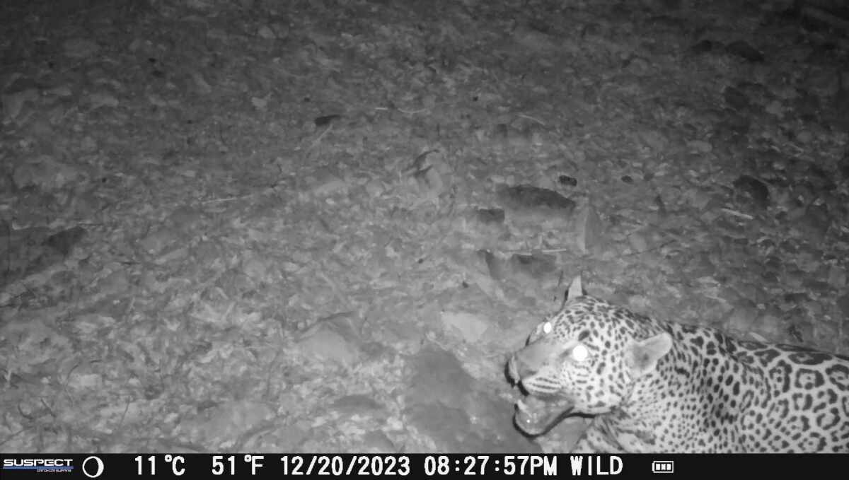 An image from trail camera video shows a jaguar.