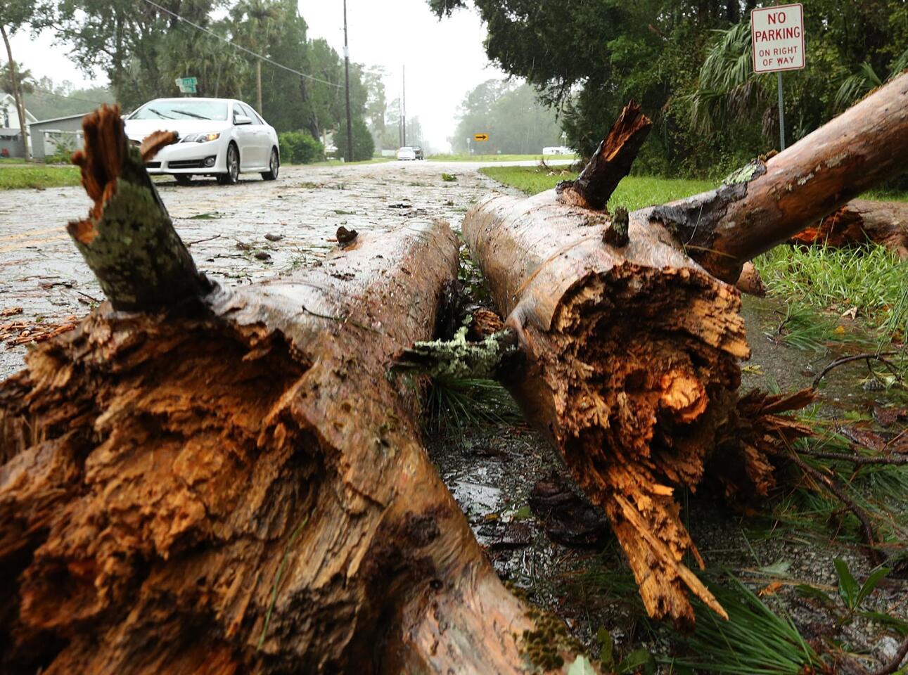 Fallen trees in Astor, Fla., on Oct. 7, 2016.